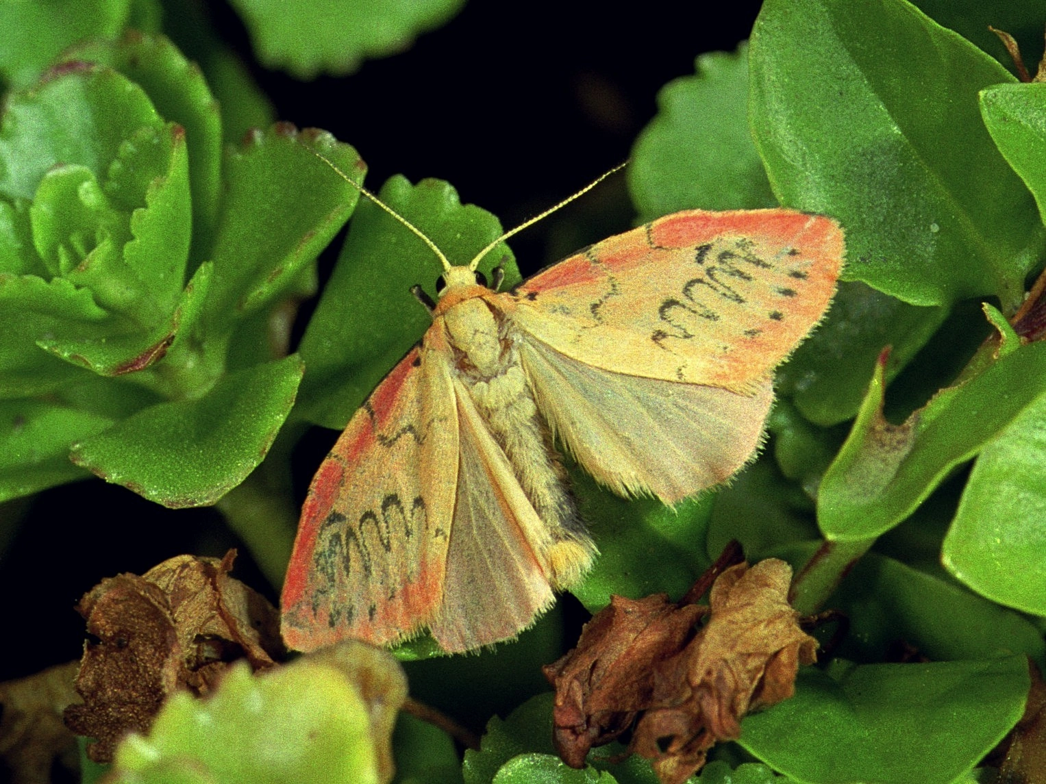 309_02, Miltochrista miniata.jpg